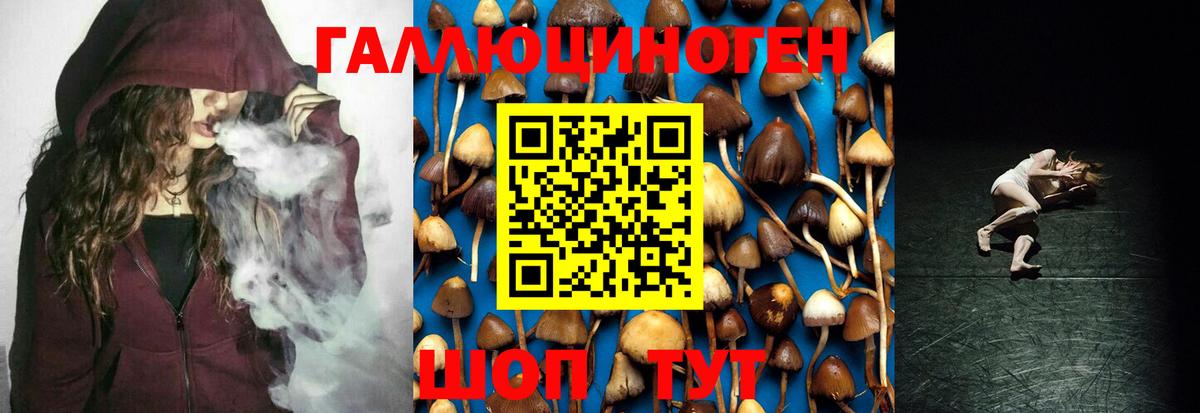 Галлюциногенные грибы Psilocybe Пушкино